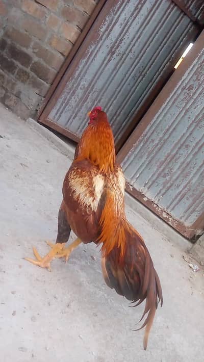 aseel miawali nasal  patha ha wattsapp num description ma likha ha