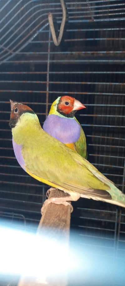 Goldian Finches pair for sale