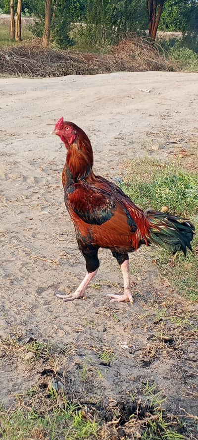 Pighara Aseel