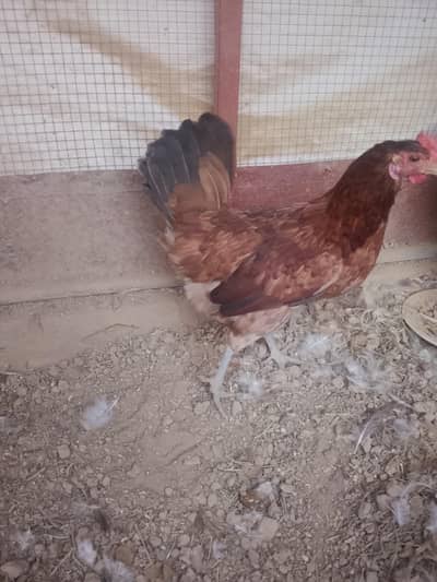 eggs laying