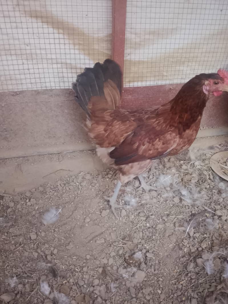 eggs laying 0