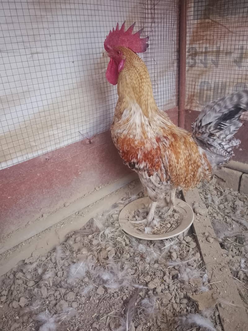 eggs laying 1