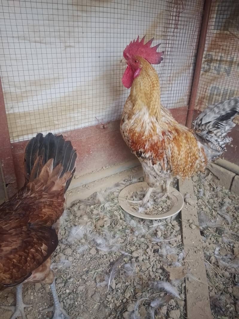 eggs laying 2