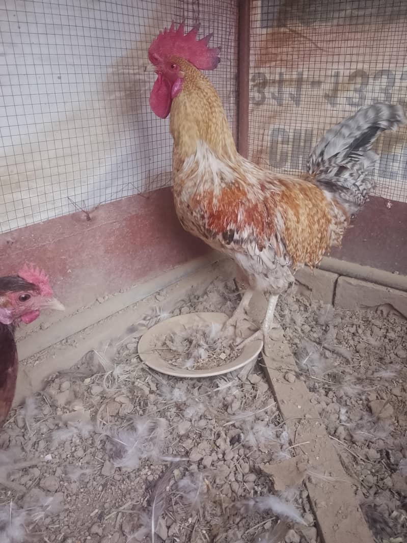 eggs laying 3