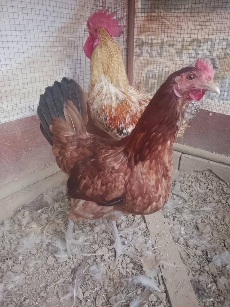 eggs laying 4