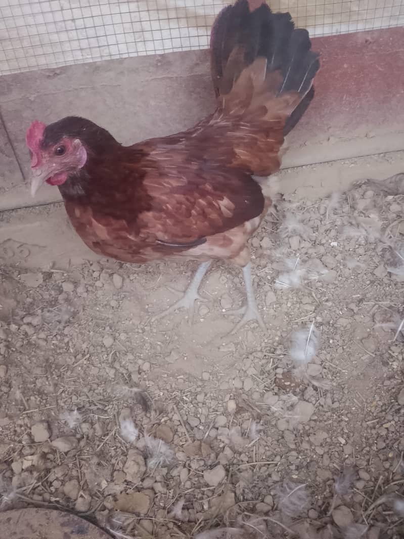 eggs laying 5