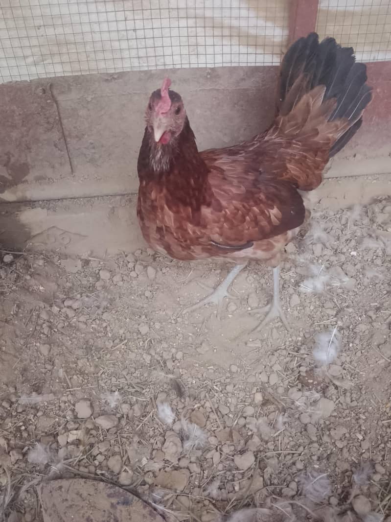 eggs laying 6