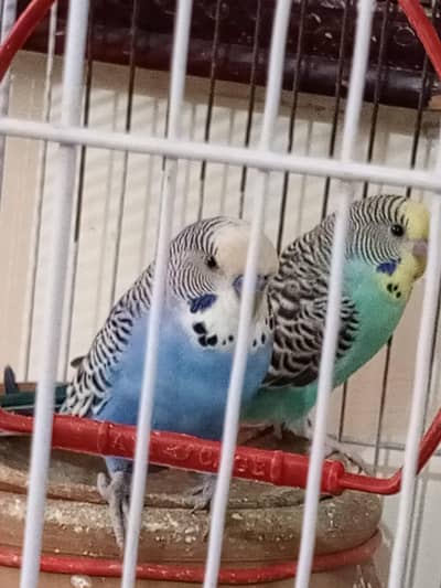breeder pair hay