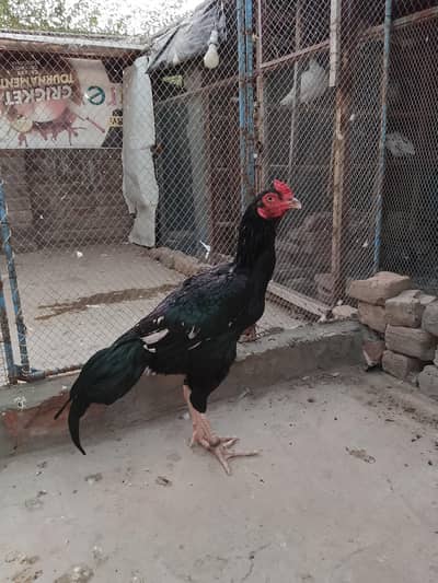 Highe quality high price patha available