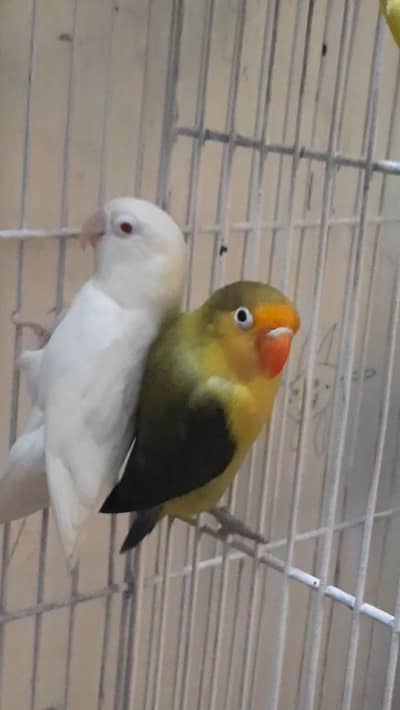 Lovebirds pair