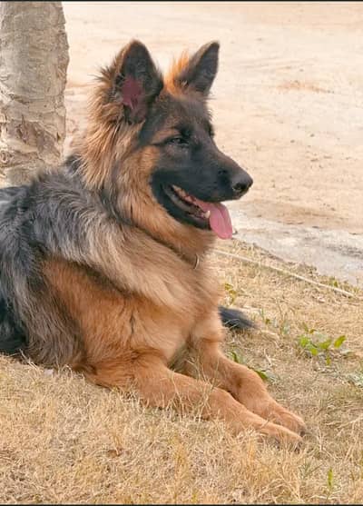 Germen Shepherd Long Coat Female