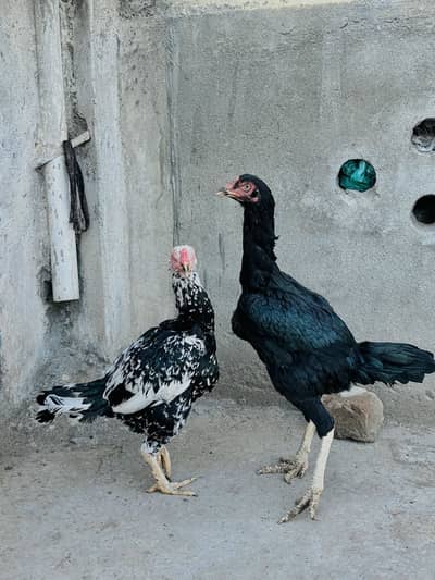 Aseel Hens in reasonable price