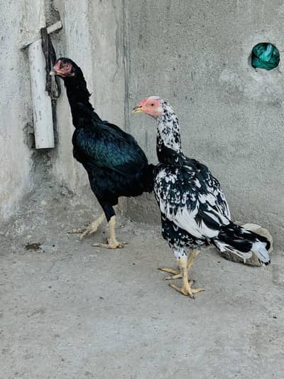 Aseel Hens in reasonable price