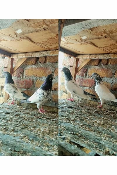 Tedy or golden pair for sale 03405965839 contact