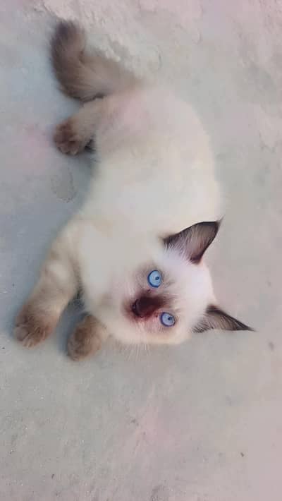 urgent sale