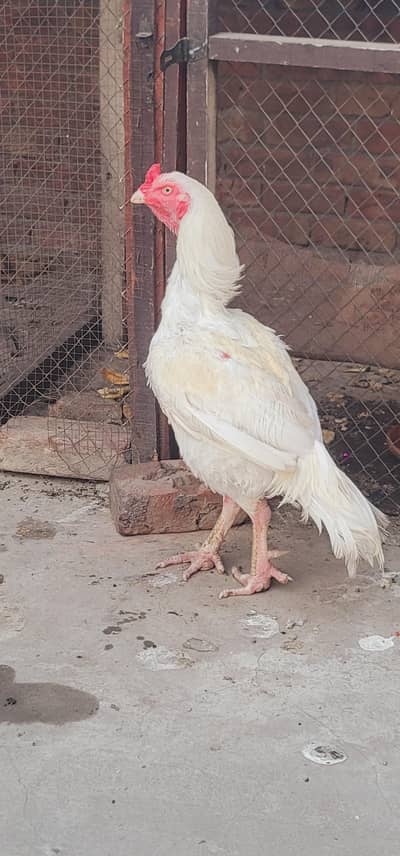 Heera Aseel Murga For Sale