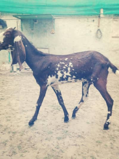 Desi bakri