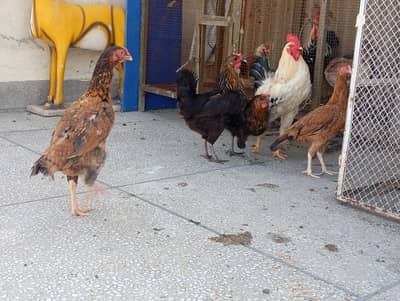 home grown desi hens