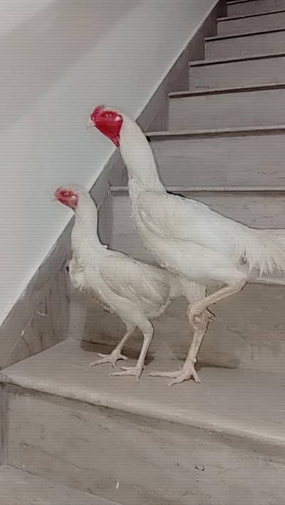 white shamo