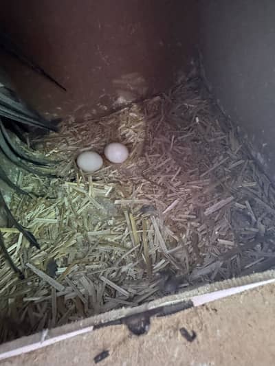 Cocktail breeder pair with eggs and two baby’s