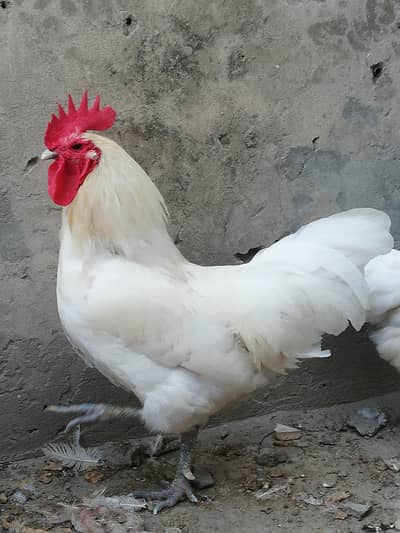 Australorp white heritage