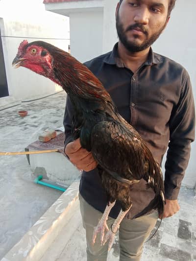 Lasani Aseel patha or shamo cross pathi