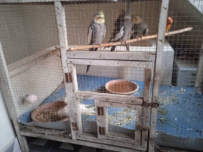 5 Cockatiel and Cage