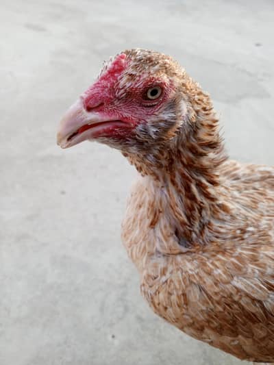 aseel hens