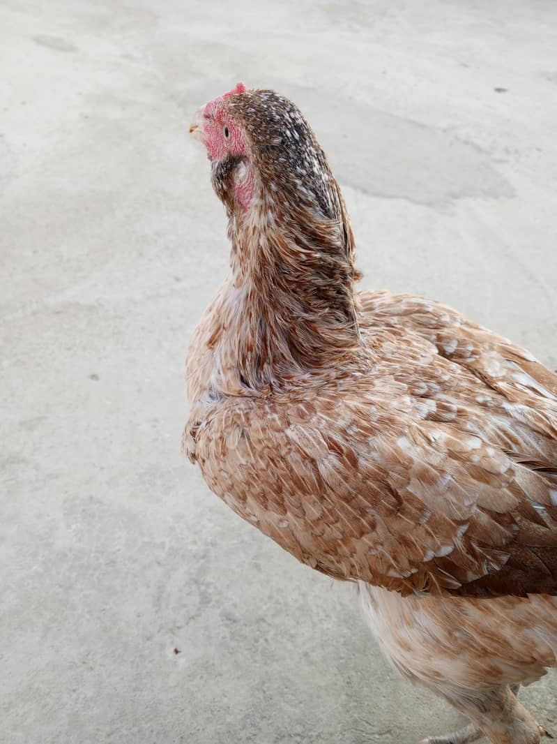 aseel hens 2