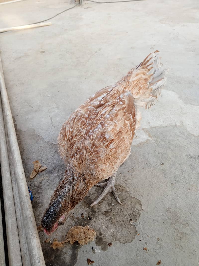 aseel hens 3