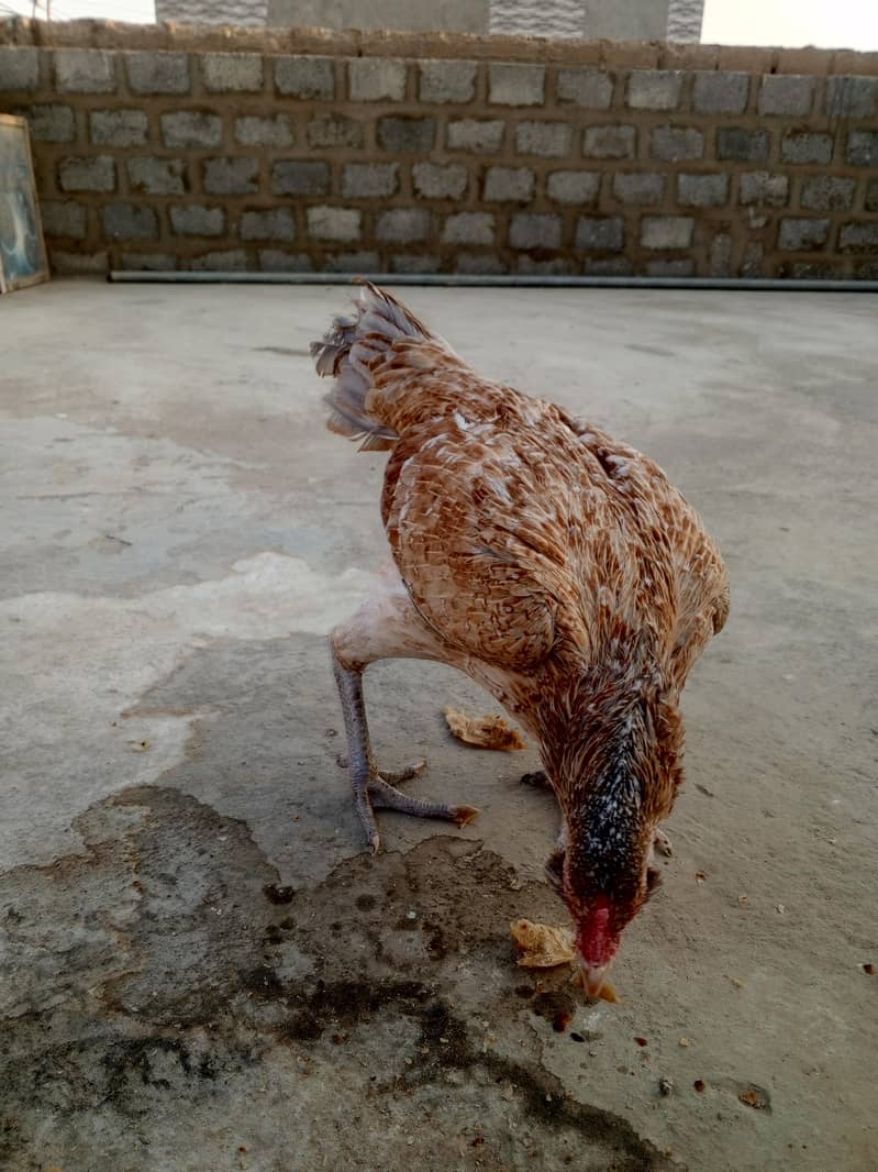 aseel hens 4