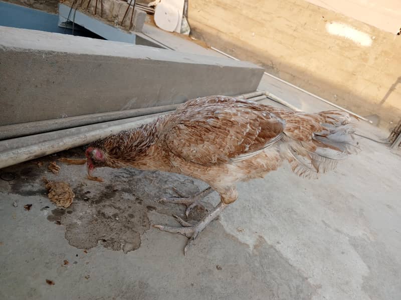 aseel hens 6