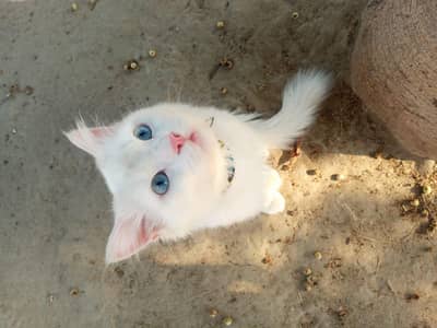 Persian white Cat