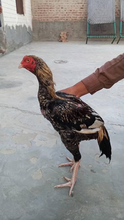 Aseel Sindhi