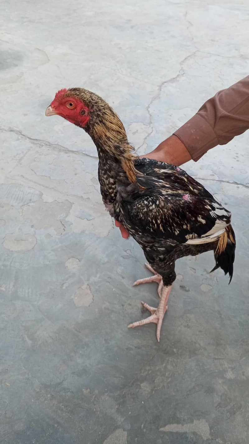 Aseel Sindhi 2