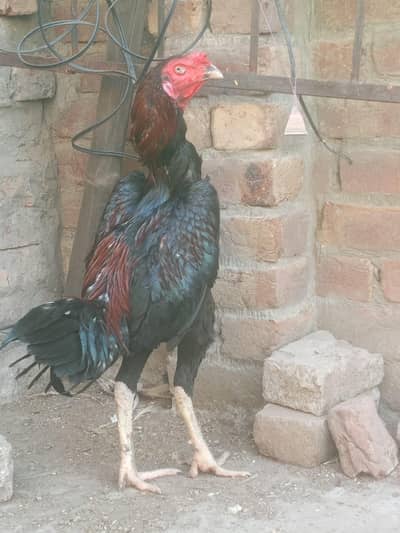 Aseel Murga for sale