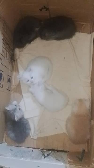 Persian kitten punch face