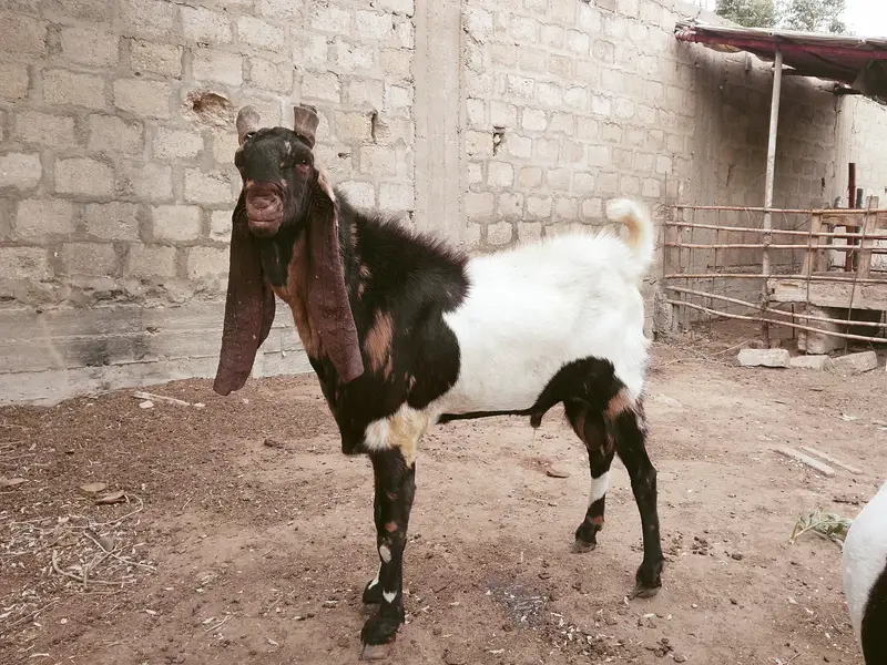 چھ دانت بریڈر — photo 4