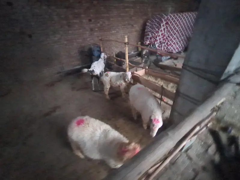 Mundra — photo 3