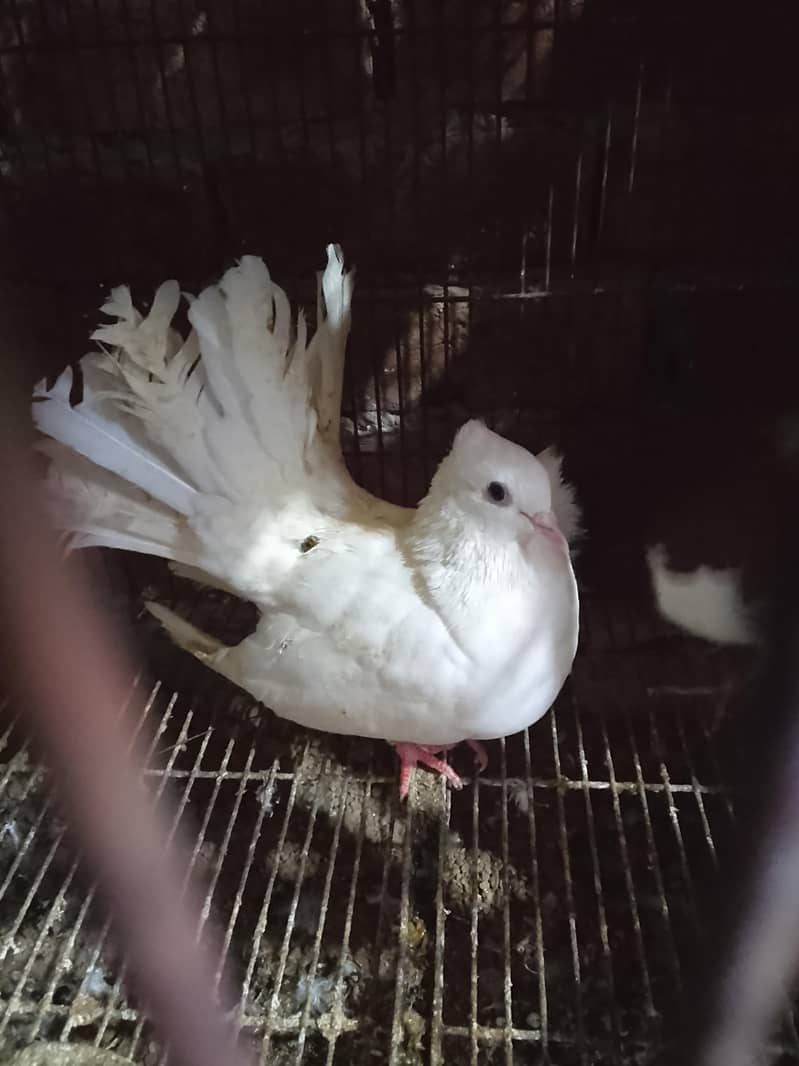 breader pair 0