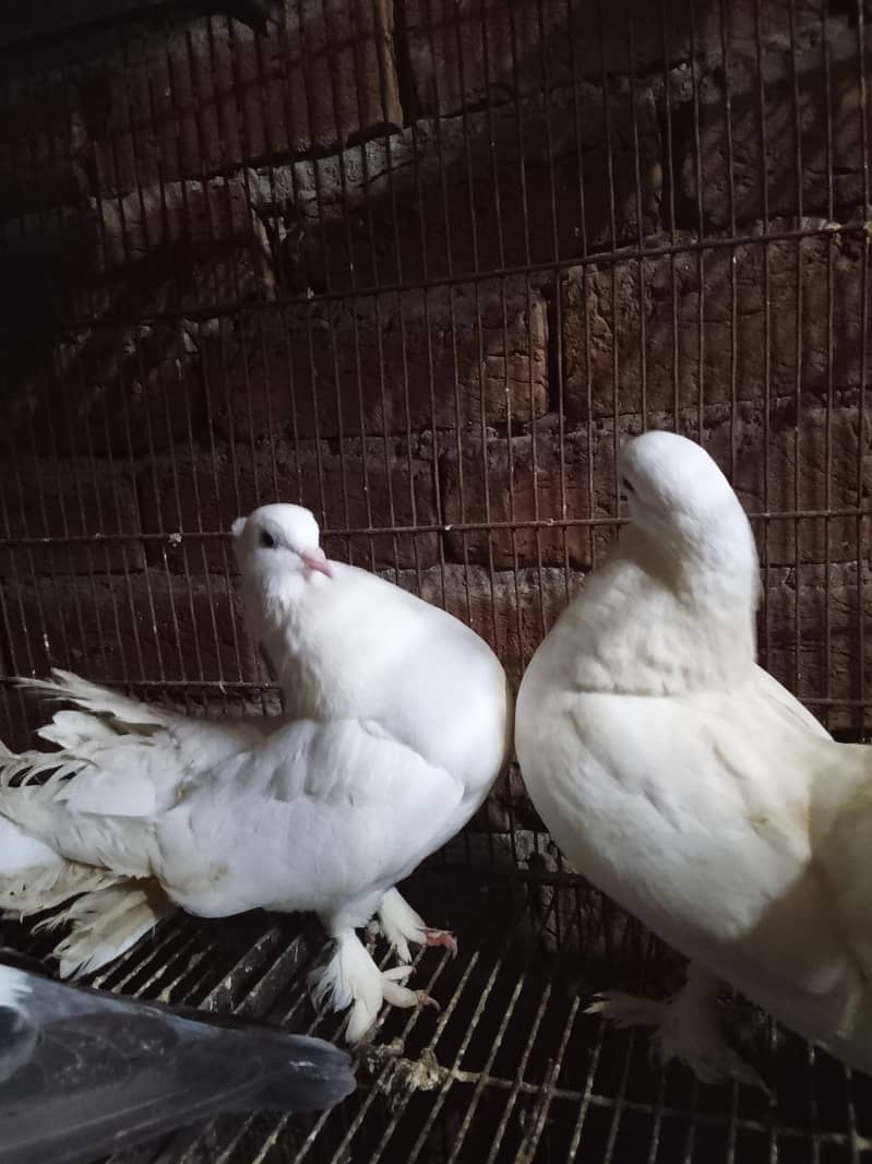 breader pair 1