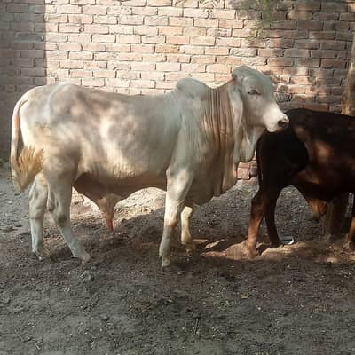 sahiwal cholistani Brahman cross