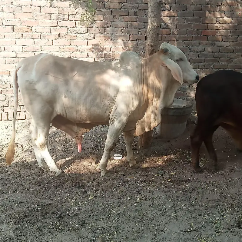 sahiwal cholistani Brahman cross — photo 2