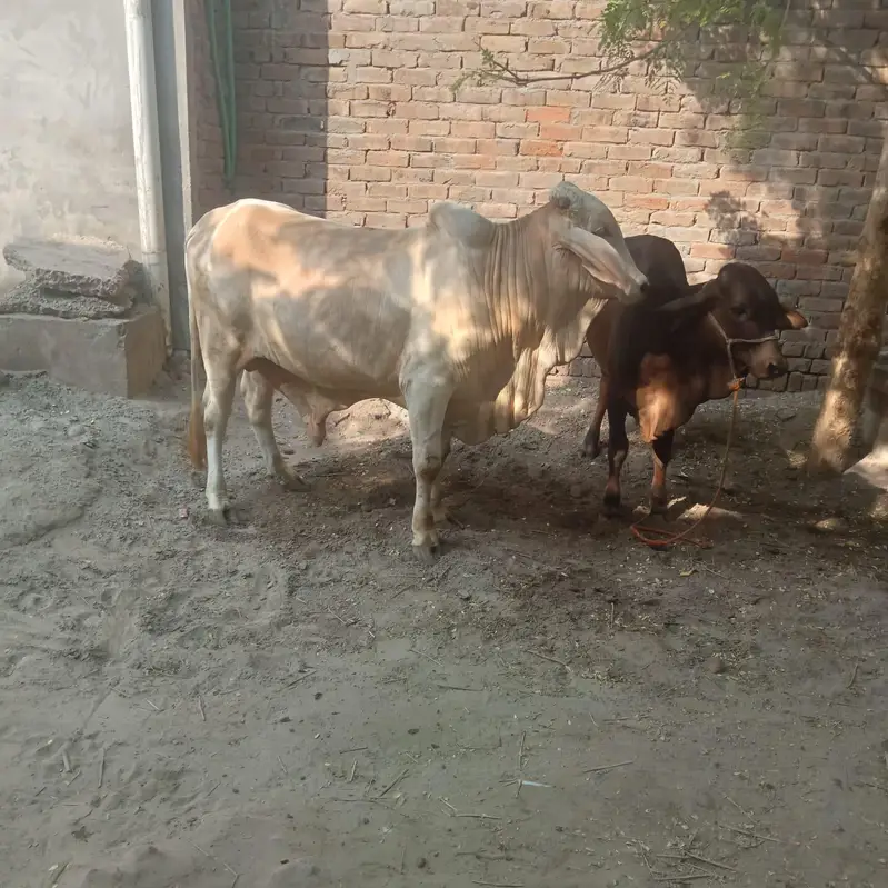 sahiwal cholistani Brahman cross — photo 5