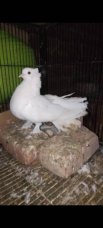 Breader male sale and exchange possible 03143275503