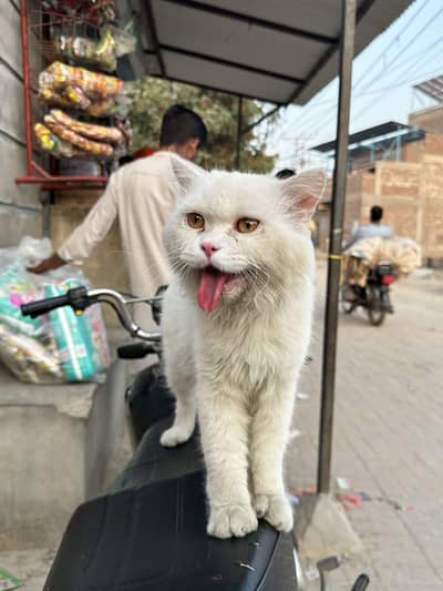 Cate for sell