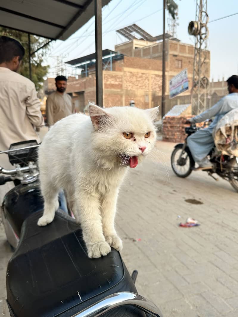 Cate for sell 1