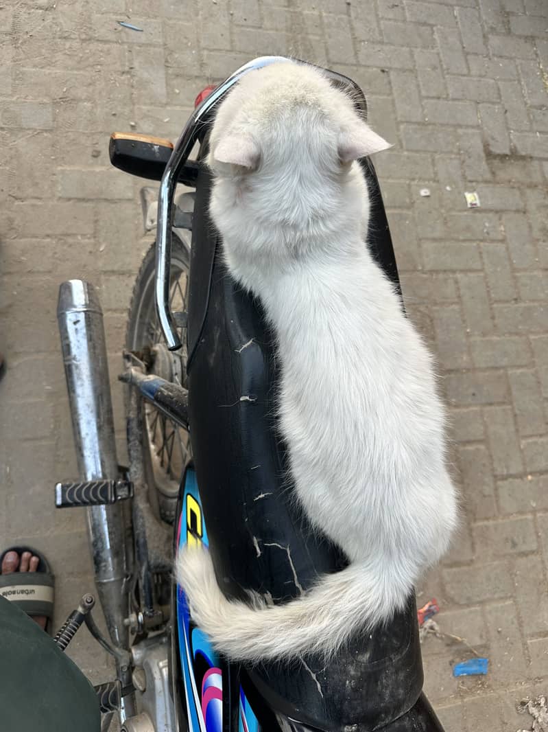 Cate for sell 4