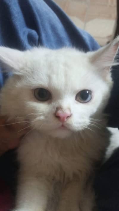 WHITE PERSIAN CATS
