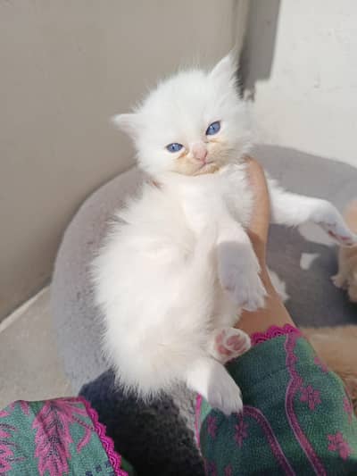 Cute Snow White Persian Male Kitten – 2 Months Old